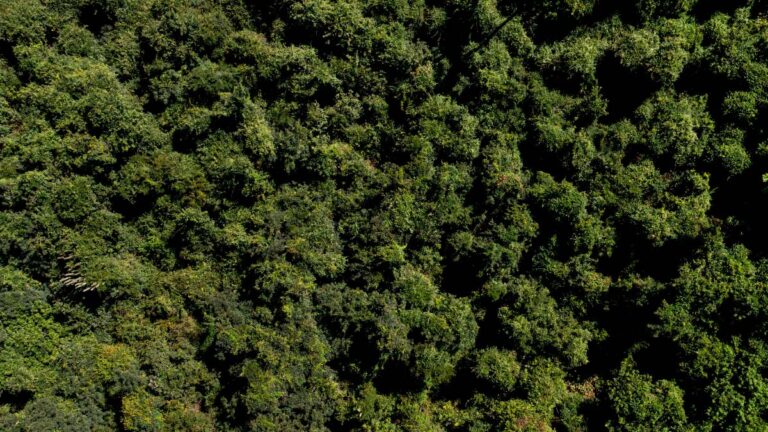 como captar clientes na advocacia ambiental